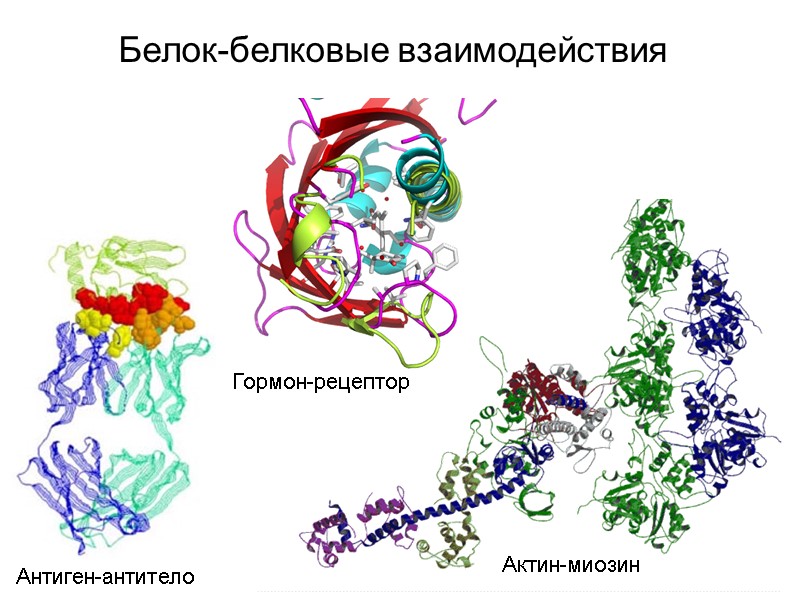 Белок-белковые взаимодействия Антиген-антитело Гормон-рецептор Актин-миозин